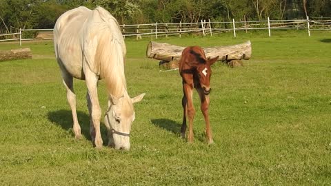 Horse horses foal pond walkway figure 2021