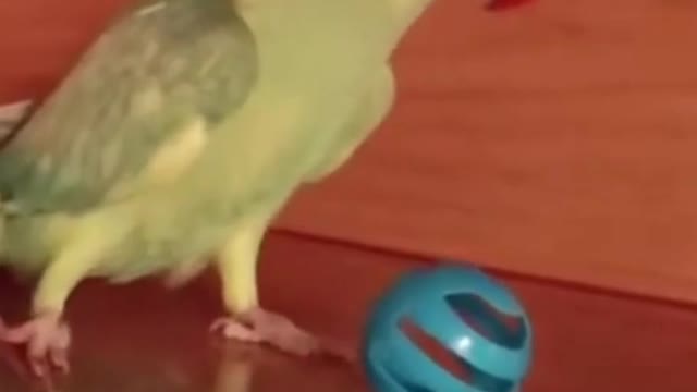 "Parrot Passing Vibe Check Funny Cute Parrot"🤣🤣#Vibecheck #Funnypet#Parrot #Ringneckparrots