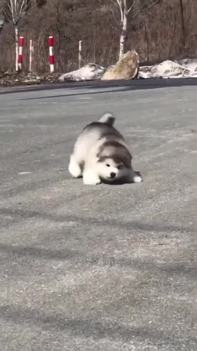 Funny Babies Laughing Hysterically at Dogs Compilation