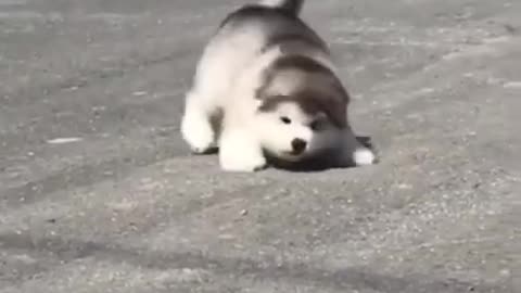 Funny Babies Laughing Hysterically at Dogs Compilation