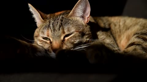 sleepy kitty gets woken up with a treat