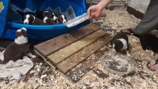 TERRA BYTES puppies Sunday, feeding weaning time