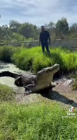 Feeding big lizard that is hiding in the water
