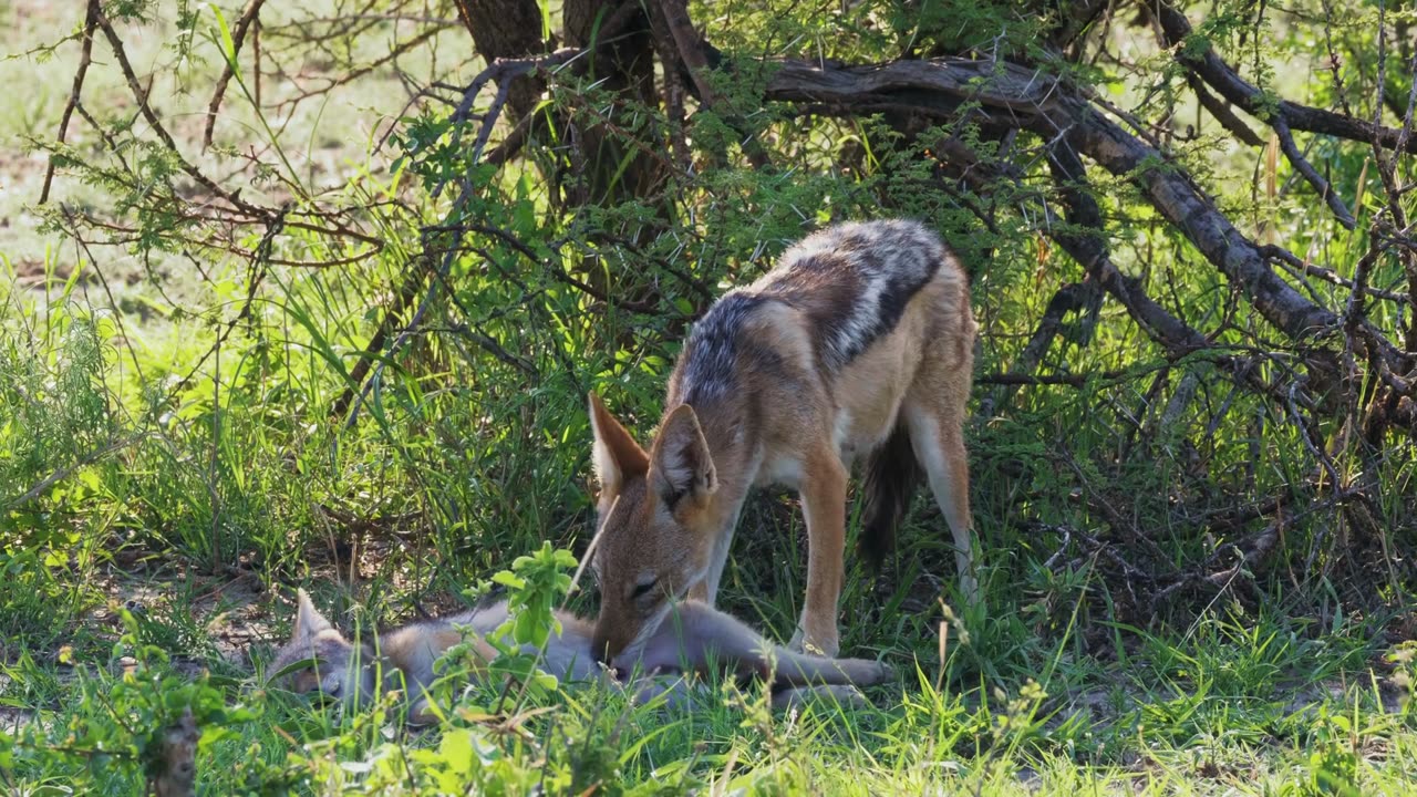 🦊👅 Mother Jackal's Tender Love: A Heartwarming Moment of Care 🦊🐾