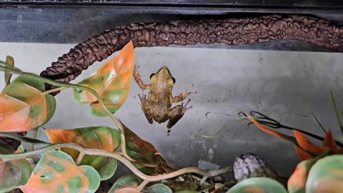 Golden tree frog