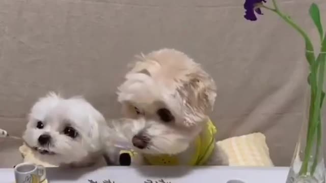 Two Lovely Dog while i feed them