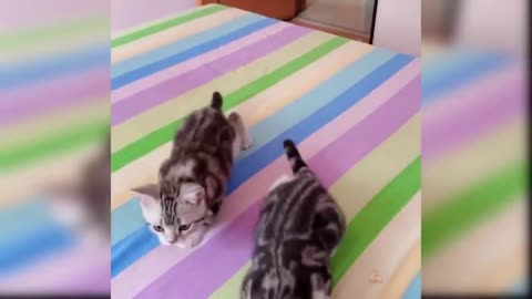 Baby Cats - Cute and Funny Cat Videos Compilation