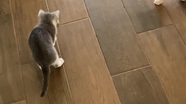 It's a cats and dogs story