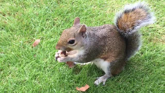 Cute squirrel in London