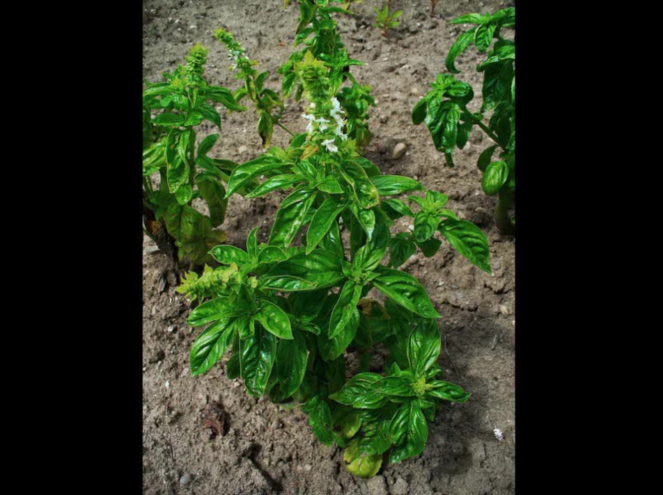 Manjericão ( Ocimum basilicum ) serve para tratamento de tosse, catarro e feridas