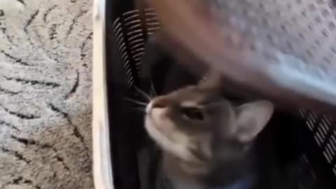 Funny cat