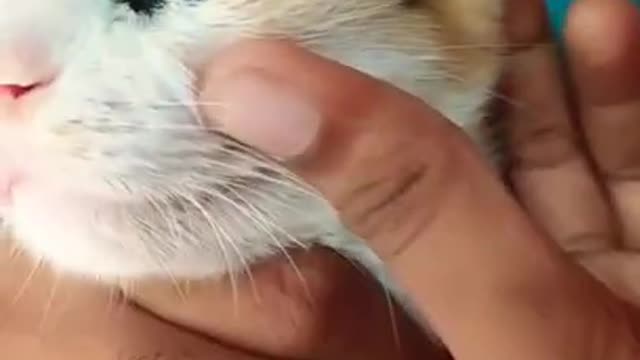 Cat videos