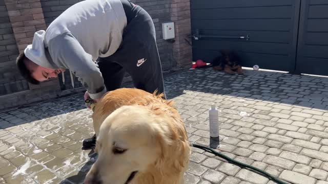 Golden Retriever Bathes Outside for the First Time