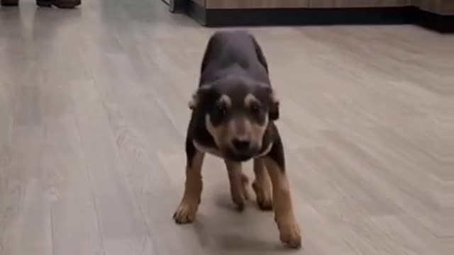 Dancing dog