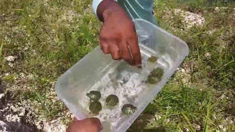 teenie little turtles