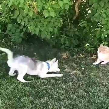 Methods for introducing a dog and a cat