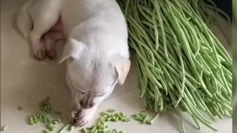 Little white dog likes to eat beans