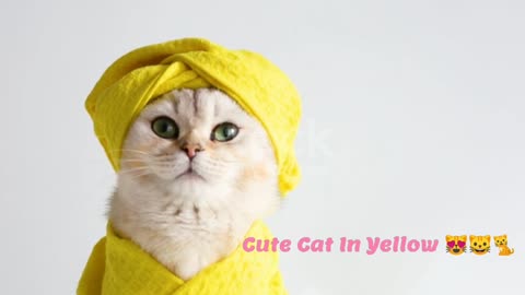 Cute Little Cat In Yellow 😻🐱🐈...!!