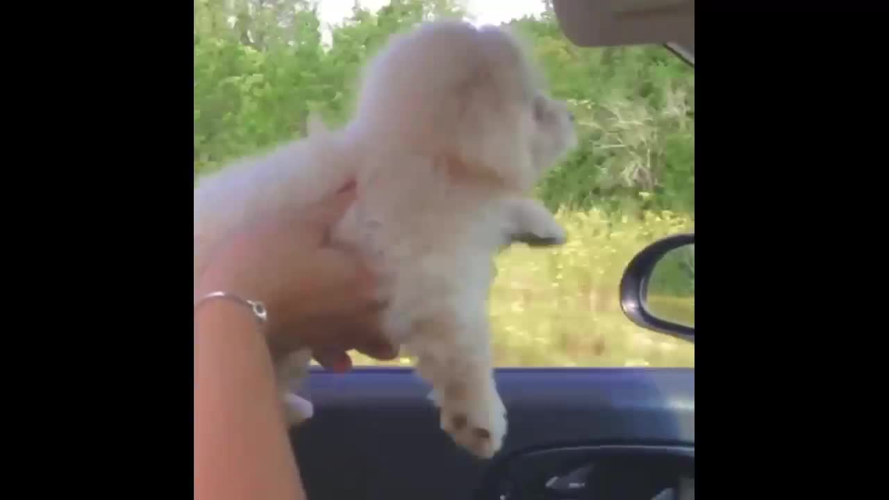 Cute puppy learning Swimming outdoor