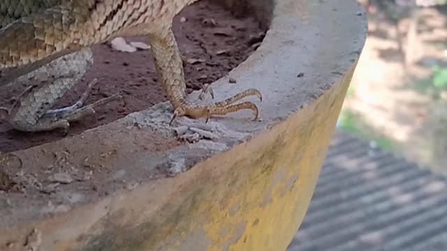 Lizard 🦎 chameleon video.