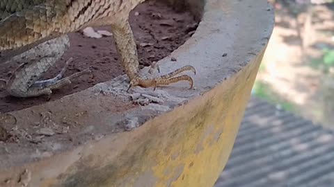 Lizard 🦎 chameleon video.