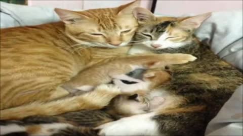 This cat is the best daddy in the world, he takes care of his partner and her cubs like Nobody