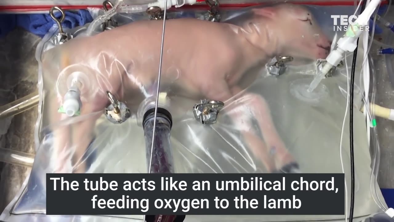 Scientists Grow Lamb Fetus Inside Artificial Womb - Think Human Cloning Isn't Real?