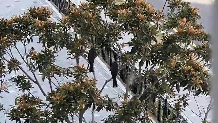 A bird in the strong wind
