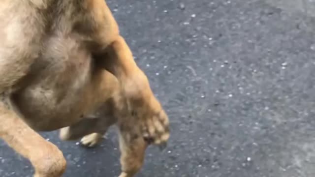 Cute Village Dog Jumping My Hand | Sri lanka Village dog |Road dog very Cute and Lovely