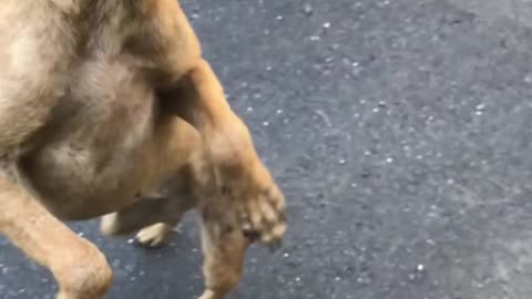 Cute Village Dog Jumping My Hand | Sri lanka Village dog |Road dog very Cute and Lovely