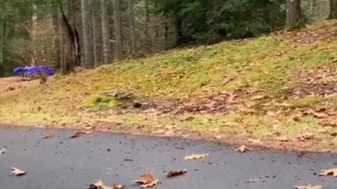 Try not to laugh🤣 Funny animals😹