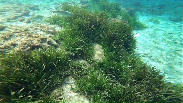 Snorkeling at Three Sisters Springs