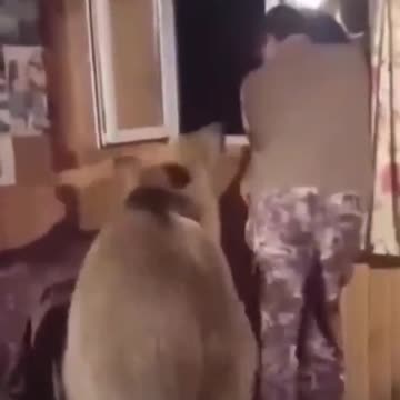 2018 vs 2021 how far animals have come