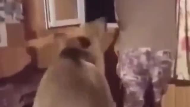 2018 vs 2021 how far animals have come