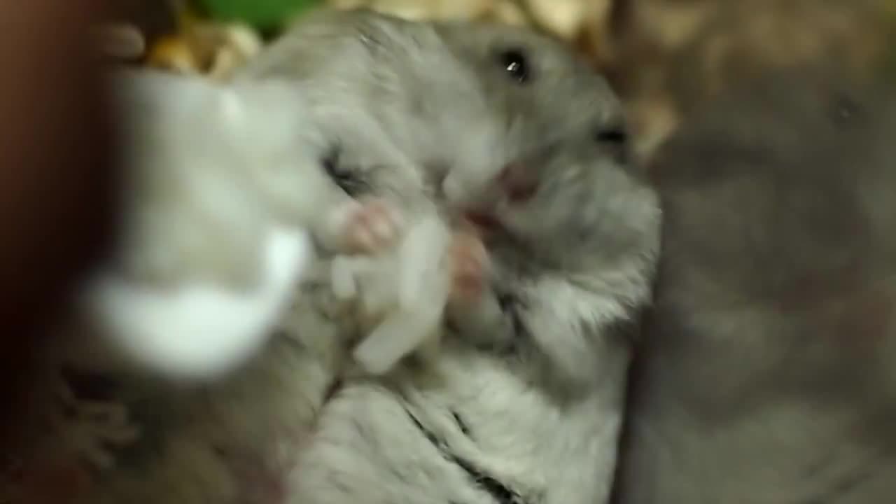 the most beautiful hamster you will see today #shorts