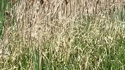 Red-winged black bird perched on tall grass, flicking its tail then flying away