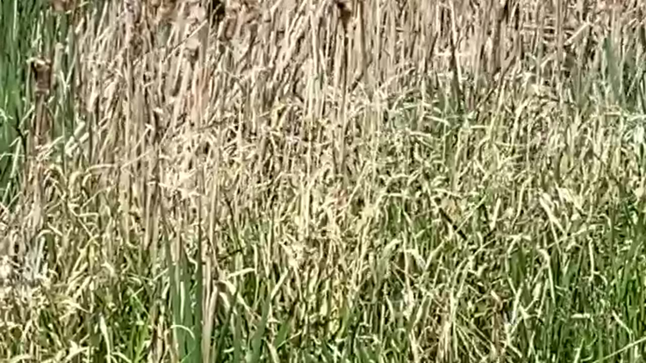 Red-winged black bird perched on tall grass, flicking its tail then flying away