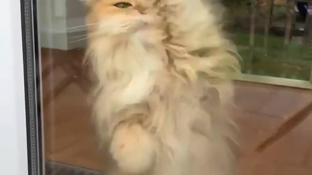 A very cute cat having a good time❤️