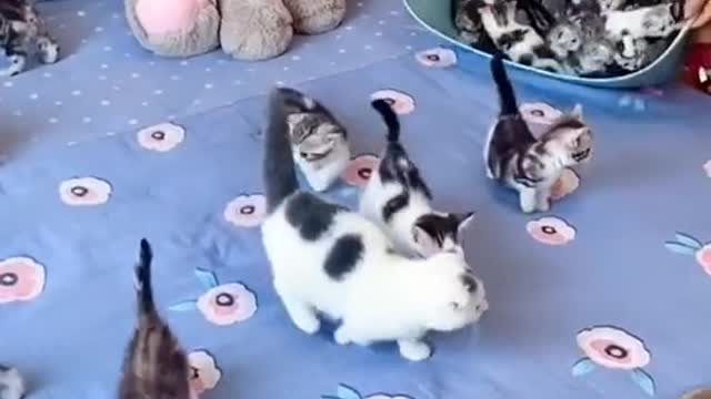 Awwwww