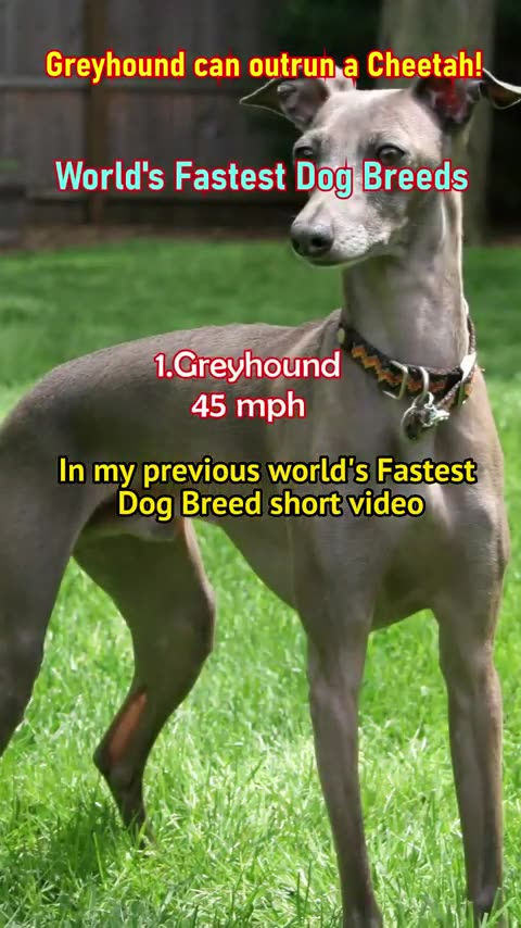 Greyhound vs Cheetah: Which is faster? #shorts #shortsvideo #viral #fastest animal #cheetah #dog