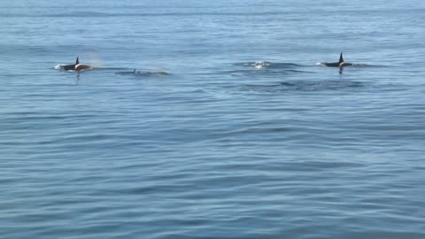 Pod of Orcas 1 Handheld footage of a pod of orcas swimming off the coast of Iceland. 1 of 2