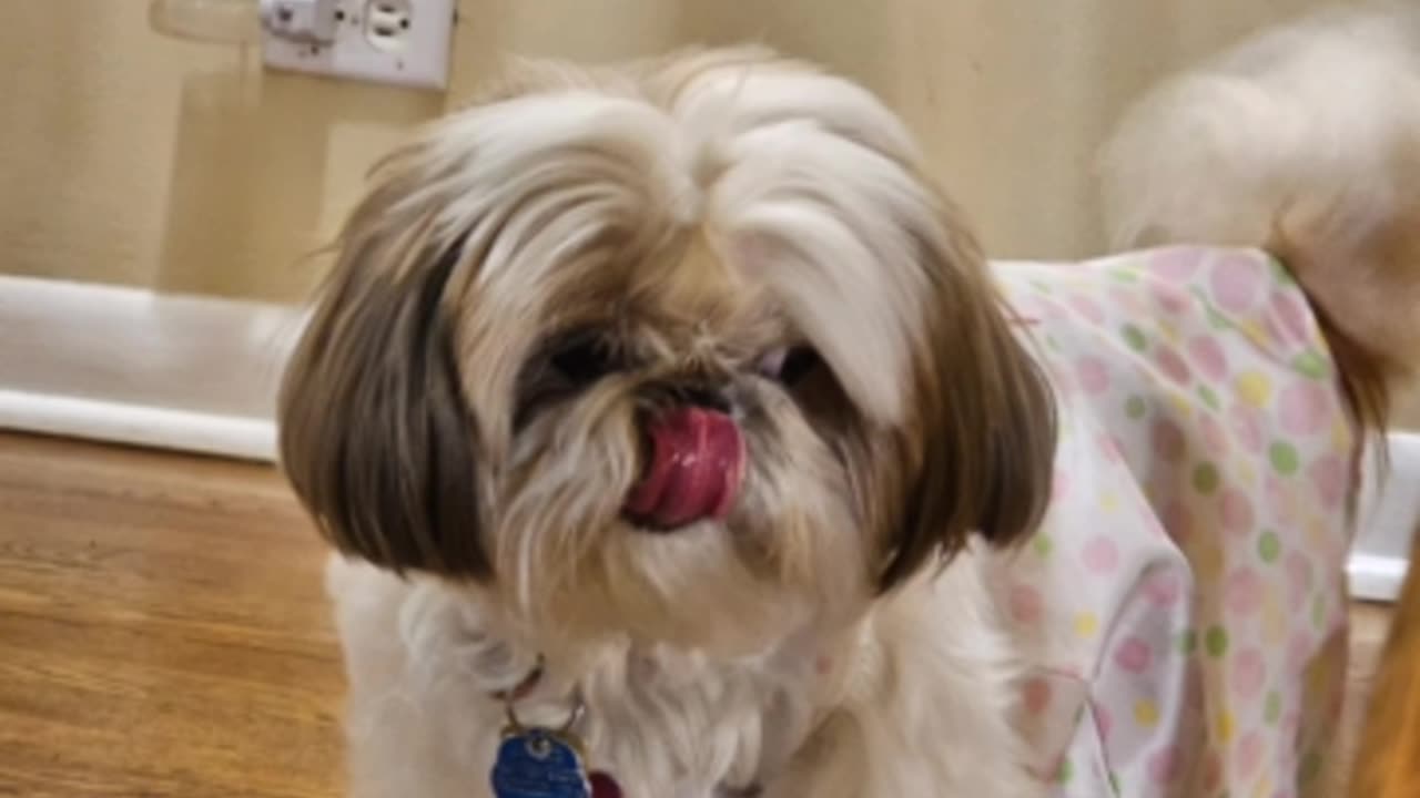 Rosie Models Her Spring Dress (Featuring Rosie The Shihtzu)