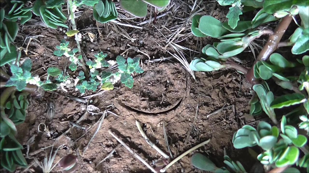 Trapdoor Spider And Feisty Friend Go For The Moth