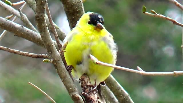 American Goldfinch