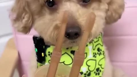 Cute Clever Dogs