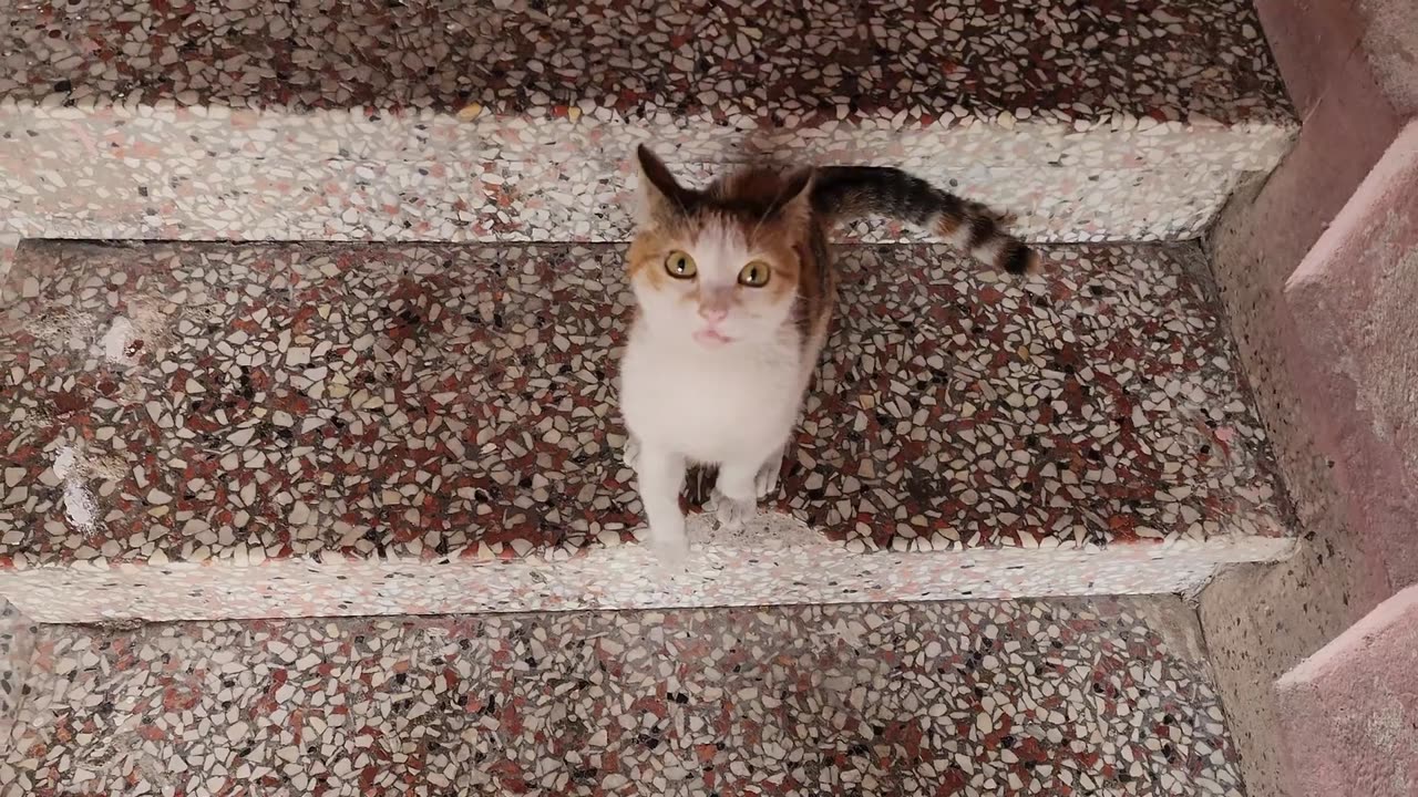New Cat Meow.....!