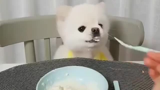 Dogs eat noodles is not very elegant