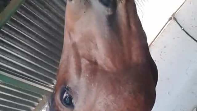 Friendly horse smiles for the camera