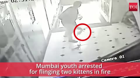 Mumbai youth arrested for flinging two kittens in fire