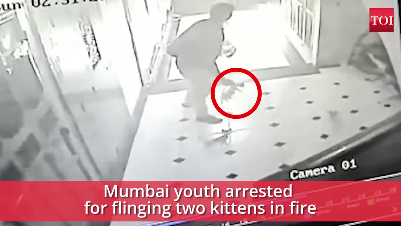 Mumbai youth arrested for flinging two kittens in fire